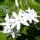 Jazm�n