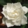 Gardenia