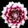 Dalia