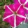Petunia