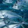 Ranking de supermercados españoles en sostenibilidad en la venta de pescado, según Greenpeace