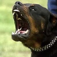 �Qu� raza de perro consideras m�s peligrosa?