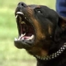 �Qu� raza de perro consideras m�s peligrosa?