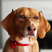 stanley coren ranking