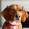Las razas de perros m�s inteligentes seg�n el Dr. Stanley Coren