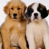 Seg�n tu criterio... �cu�les son los perros m�s obedientes y cari�osos?