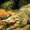 Ranking de los animales que m�s respeto imponen