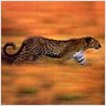 Ranking de los animales m�s veloces en tierra