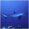 Ranking de los peces que nadan m�s r�pido