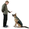 �Cu�l raza de perro te parece la m�s facil de adiestrar?