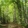 Ranking de los países con mayor superficie forestal según el Banco Mundial
