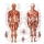 Ranking de los elementos qu�micos m�s abundantes en el cuerpo humano