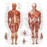 Ranking de los elementos qu�micos m�s abundantes en el cuerpo humano