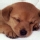 Ranking de las mascotas m�s comunes en los hogares del mundo