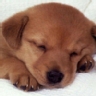 Ranking de las mascotas m�s comunes en los hogares del mundo