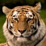 Ranking de los felinos m�s poderosos de la Tierra