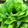 Ranking de las verduras y hortalizas m�s ricas del mundo