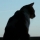 Ranking de las razas de gato m�s bonitas