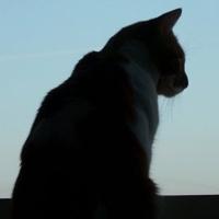 Ranking de las razas de gato más bonitas Ranking de las razas de gato más bonitas