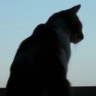 Ranking de las razas de gato m�s bonitas