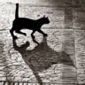 Ranking de las razas de gato m�s feas