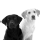 �Cu�les son tus razas de perro favoritas?