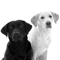 Ranking of the Most Beautiful Dog Breeds
