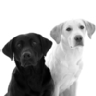 �Cu�les son tus razas de perro favoritas?