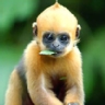 Ranking de los animales más extraños del planeta