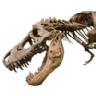 Ranking de los dinosaurios m�s populares