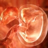 Ranking de los mam�feros con mayor per�odo de gestaci�n