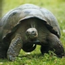 Ranking de los animales m�s longevos del mundo
