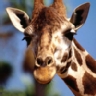Ranking de los animales m�s altos del mundo