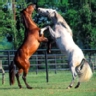 Ranking de los animales m�s abundantes en la Tierra