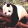�Cu�l es tu animal favorito?