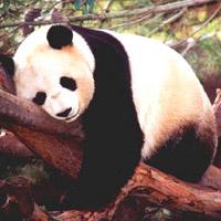 ¿Cuál es tu animal favorito? ¿Cuál es tu animal favorito?