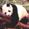 �Cu�l es tu animal favorito?