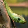 Ranking de los animales m�s peligrosos para el ser humano