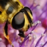 �Cu�les son los insectos y bichos m�s repelentes?
