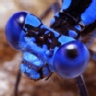 Ranking de los insectos m�s grandes del mundo