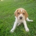Astrid